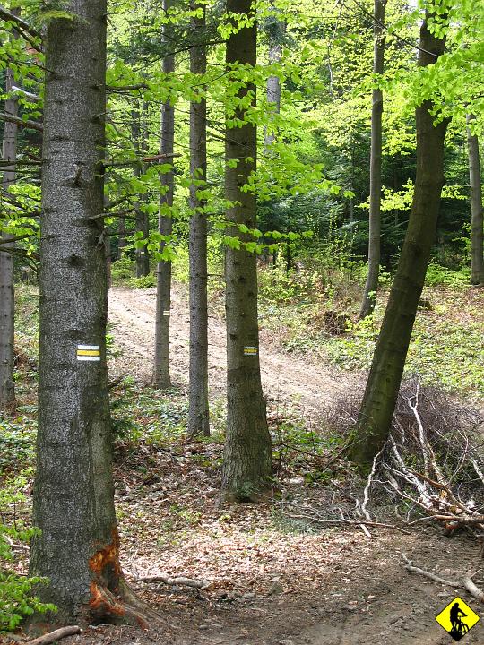 foto 079.jpg - Ogólnie teren w niskim bardzo fajny do jazdy. Mało kamieni, wąskie ścieżki w lesie i szerokie trakty u podnóży.